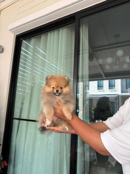 ปอมเมอเรเนียน  รูปที่ 2