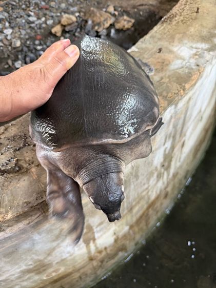 เต่าหมูบิน