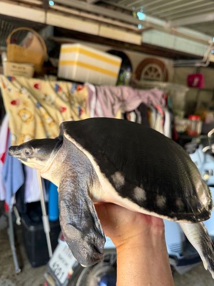 เต่าหมูบิน รูปที่ 2