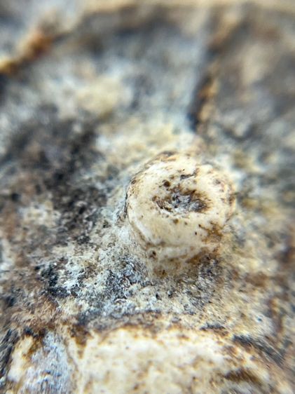 สมเด็จจากหิ้งเดิม รูปที่ 8