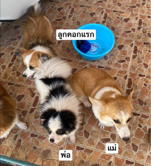 คอร์กี้ผสมปอม รูปที่ 5