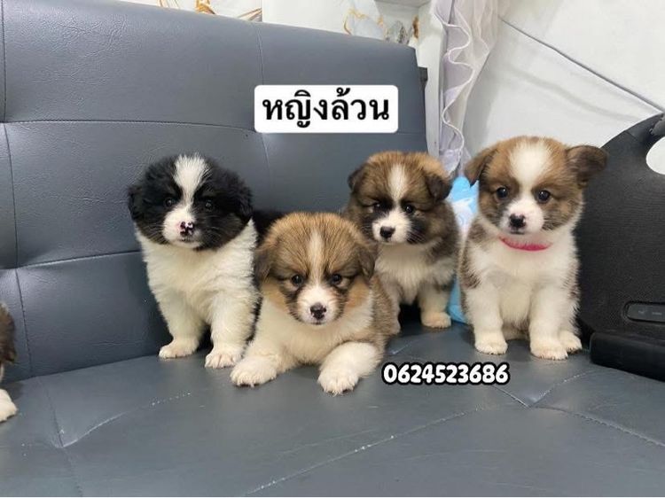 คอร์กี้ผสมปอม รูปที่ 2