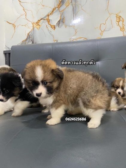 คอร์กี้ผสมปอม รูปที่ 4