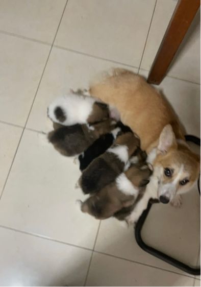 คอร์กี้ผสมปอม