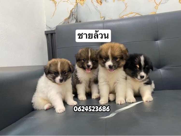 คอร์กี้ผสมปอม รูปที่ 3