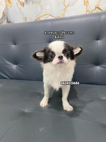 ชิวาวา รูปที่ 4