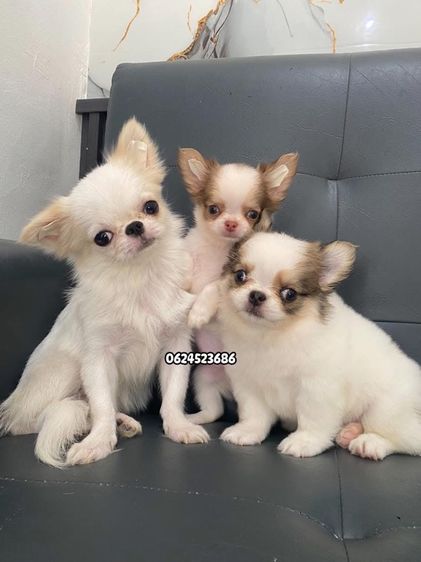 ชิวาวา รูปที่ 2