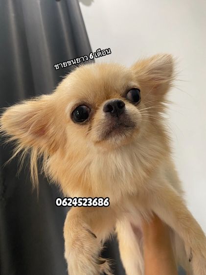 ชิวาวา รูปที่ 3