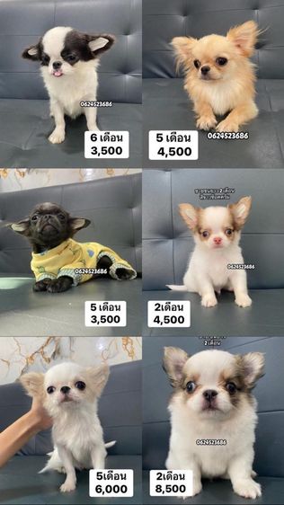 ชิวาวา รูปที่ 5