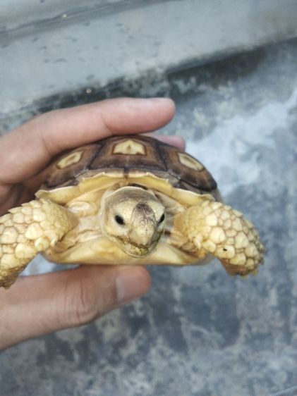 เต่าซูคาต้า2ตัว 2200 รูปที่ 5