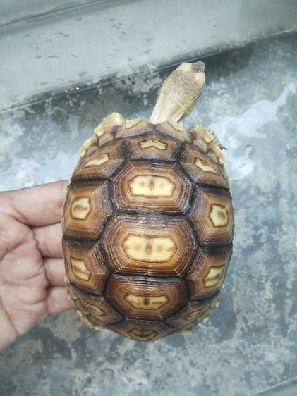 เต่าซูคาต้า2ตัว 2200 รูปที่ 2