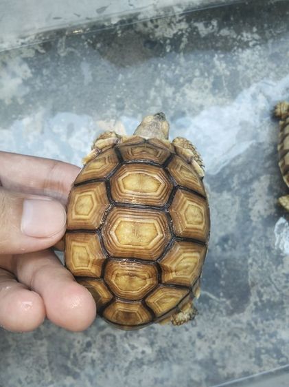 เต่าซูคาต้า2ตัว 2200 รูปที่ 3