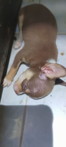 ชิวาวา(แท้)1.5 เดือน สีชอคโแล็ต-ขาว-ดำ มีมาร์คสวยทุกตัว รูปที่ 14