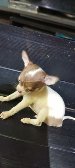 ชิวาวา(แท้)1.5 เดือน สีชอคโแล็ต-ขาว-ดำ มีมาร์คสวยทุกตัว รูปที่ 17