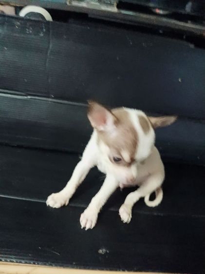 ชิวาวา(แท้)1.5 เดือน สีชอคโแล็ต-ขาว-ดำ มีมาร์คสวยทุกตัว รูปที่ 2