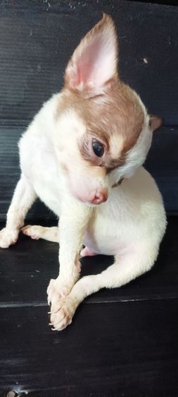 ชิวาวา(แท้)1.5 เดือน สีชอคโแล็ต-ขาว-ดำ มีมาร์คสวยทุกตัว รูปที่ 4