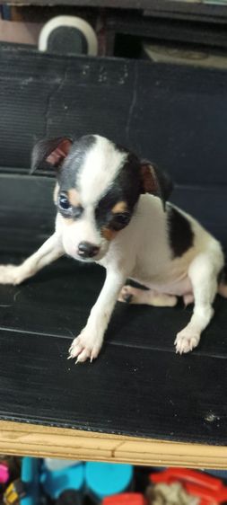 ชิวาวา(แท้)1.5 เดือน สีชอคโแล็ต-ขาว-ดำ มีมาร์คสวยทุกตัว รูปที่ 11