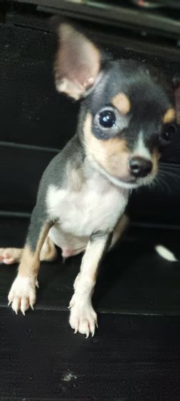 ชิวาวา(แท้)1.5 เดือน สีชอคโแล็ต-ขาว-ดำ มีมาร์คสวยทุกตัว รูปที่ 7
