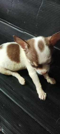 ชิวาวา(แท้)1.5 เดือน สีชอคโแล็ต-ขาว-ดำ มีมาร์คสวยทุกตัว รูปที่ 13