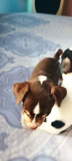 ชิวาวาแท้ 1.5 เดือนสีช็อคโกแลต-ขาว-ดำ รูปที่ 5