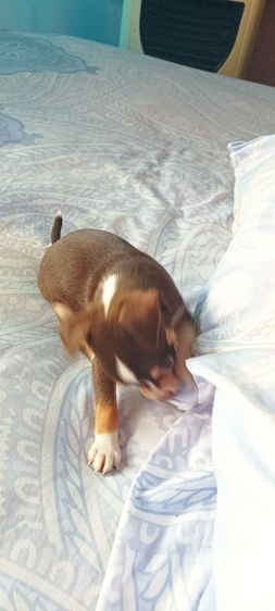 ชิวาวาแท้ 1.5 เดือนสีช็อคโกแลต-ขาว-ดำ รูปที่ 9