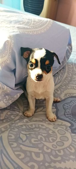 ชิวาวา (Chihuahua) เล็ก ชิวาวาแท้ 1.5 เดือนสีช็อคโกแลต-ขาว-ดำ