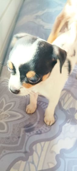 ชิวาวาแท้ 1.5 เดือนสีช็อคโกแลต-ขาว-ดำ รูปที่ 2