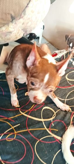 ชิวาวาแท้ 1.5 เดือนสีช็อคโกแลต-ขาว-ดำ รูปที่ 12