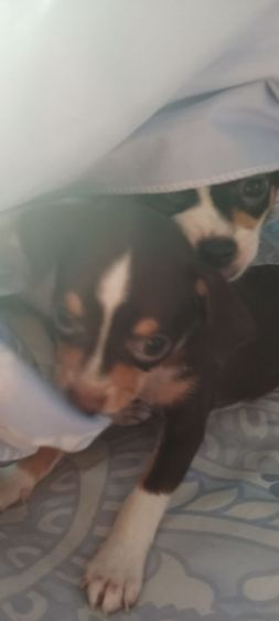 ชิวาวาแท้ 1.5 เดือนสีช็อคโกแลต-ขาว-ดำ รูปที่ 16