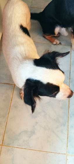 ชิวาวาแท้ 1.5 เดือนสีช็อคโกแลต-ขาว-ดำ รูปที่ 7