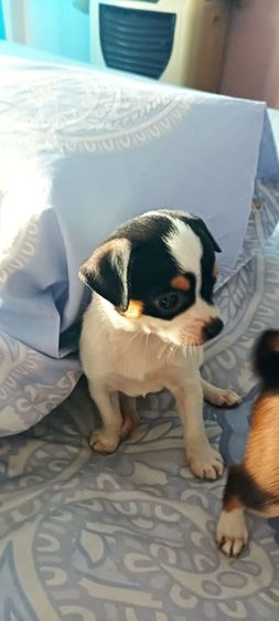 ชิวาวาแท้ 1.5 เดือนสีช็อคโกแลต-ขาว-ดำ รูปที่ 8