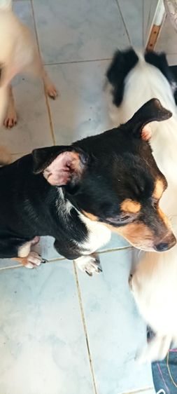 ชิวาวาแท้ 1.5 เดือนสีช็อคโกแลต-ขาว-ดำ รูปที่ 11