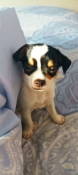 ชิวาวาแท้ 1.5 เดือนสีช็อคโกแลต-ขาว-ดำ รูปที่ 4