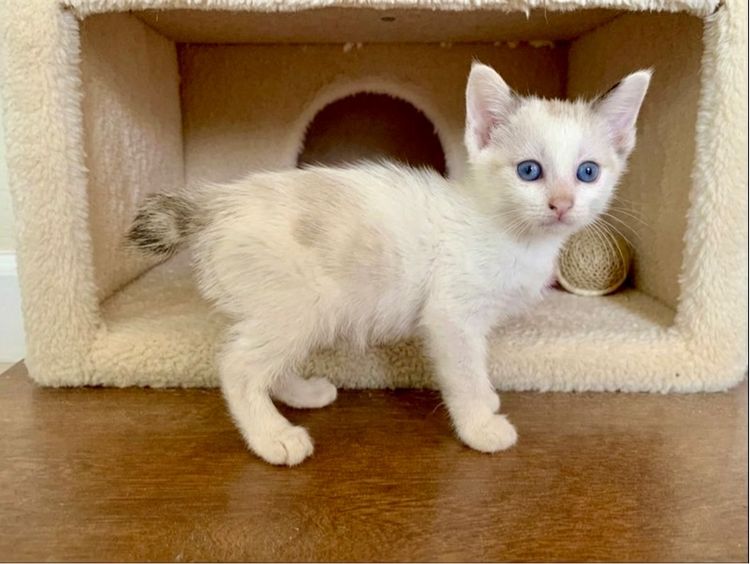 น้องแมวหางตาฟ้า