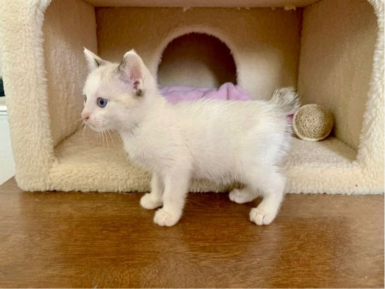 น้องแมวหางตาฟ้า รูปที่ 2