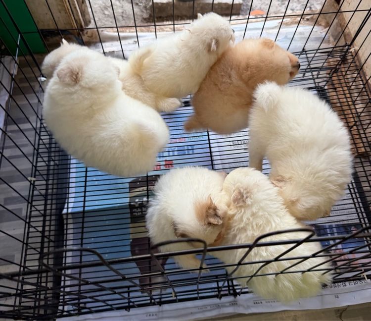 ปอมแท้หมีๆหลายตัว รูปที่ 5