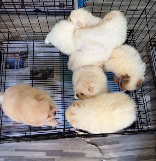 ปอมแท้หมีๆหลายตัว รูปที่ 3