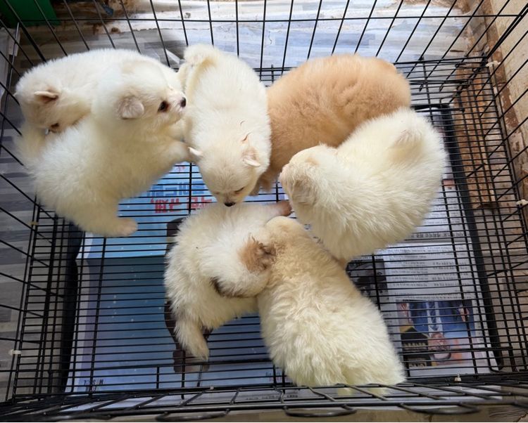 ปอมแท้หมีๆหลายตัว รูปที่ 4