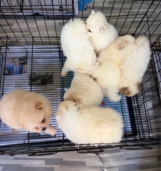 ปอมแท้หมีๆหลายตัว รูปที่ 2