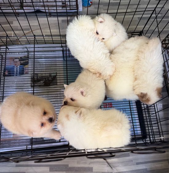 ปอมแท้หมีๆหลายตัว