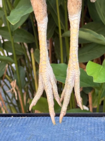 แม่ไก่ชน รูปที่ 3