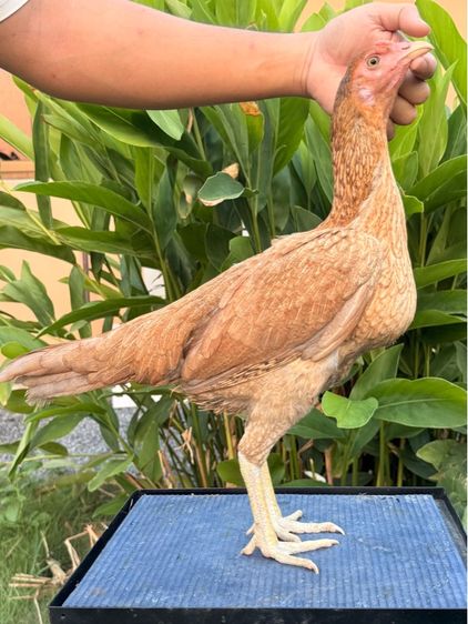 แม่ไก่ชน รูปที่ 5