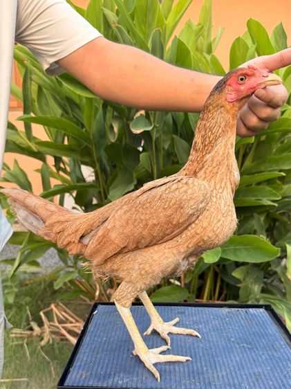 แม่ไก่ชน