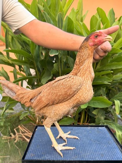 แม่ไก่ชน รูปที่ 2