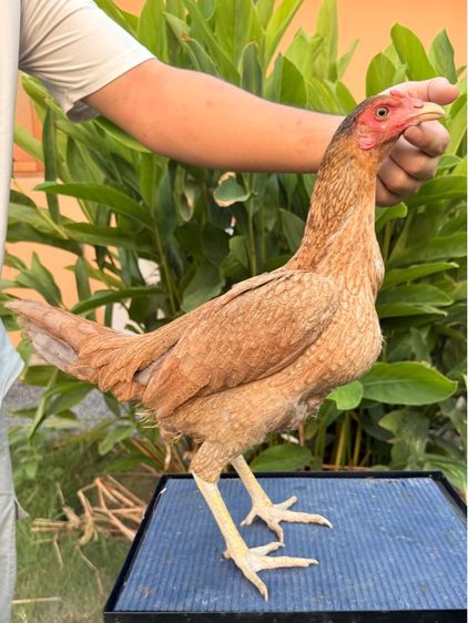 แม่ไก่ชน รูปที่ 8