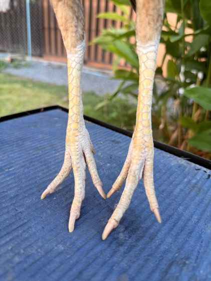 แม่ไก่ชน รูปที่ 6