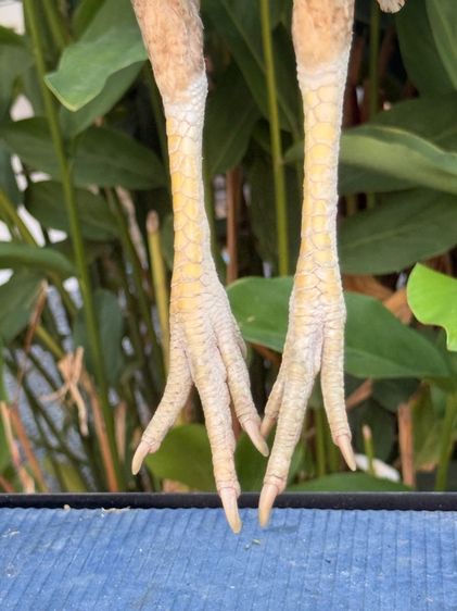 แม่ไก่ชน รูปที่ 4