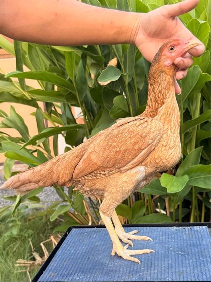 แม่ไก่ชน รูปที่ 7