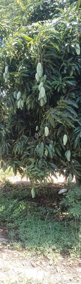 11ไร่ครึ่ง จ.อ่างทอง ห่าง7-11 ธ.ก.ส.ประมาณ2กม.ติดถนนกว้างด้านข้างติดบึงใหญ่ลำรางสาธรณะสนใจ0813626583