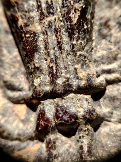 พระร่วงหลังรางปืน พิมนิยม กรุวัดพระศรีรัตนมหาธาตุราชวรวิหาร  หรือกรุวัดพระปรางค์ สุโขทัย   เนื้อตะกั่วสนิมแดง  รูปที่ 12